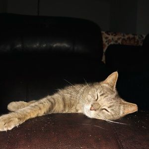 Meet your Posher, Annie